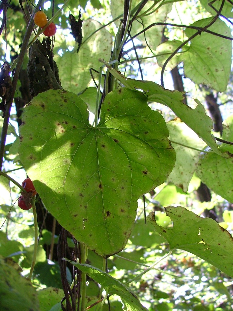 Tamus communis
